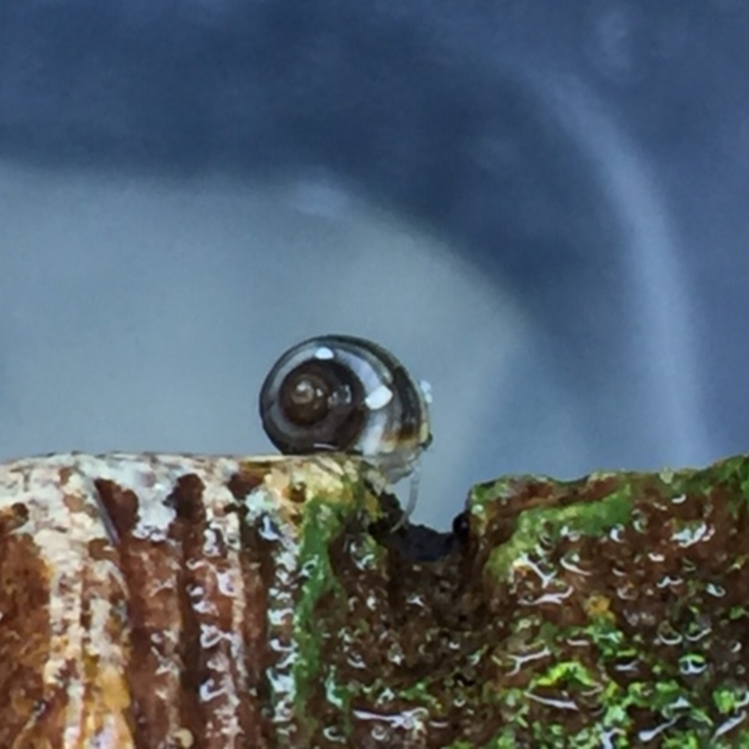 Captive-bred baby hermit crab