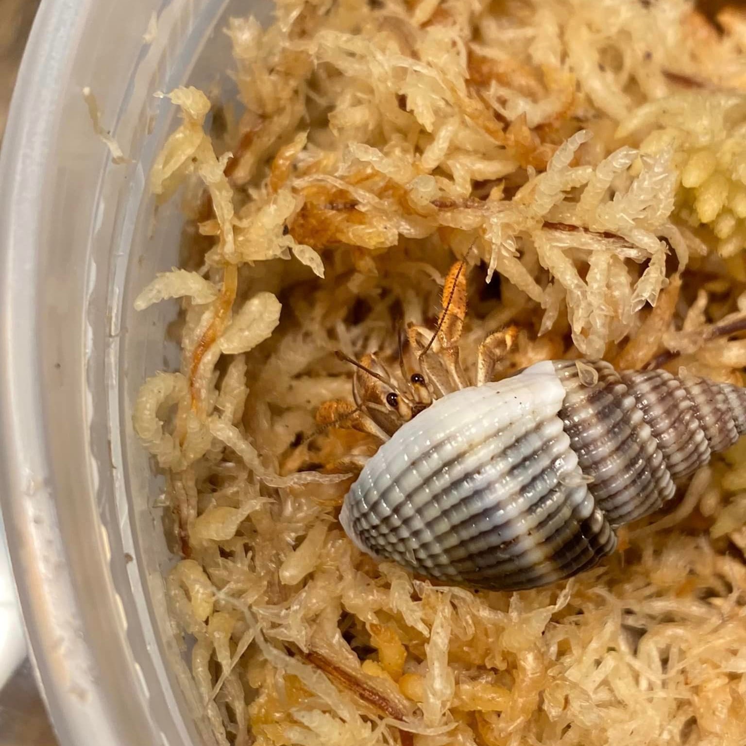 Captive-bred baby hermit crab