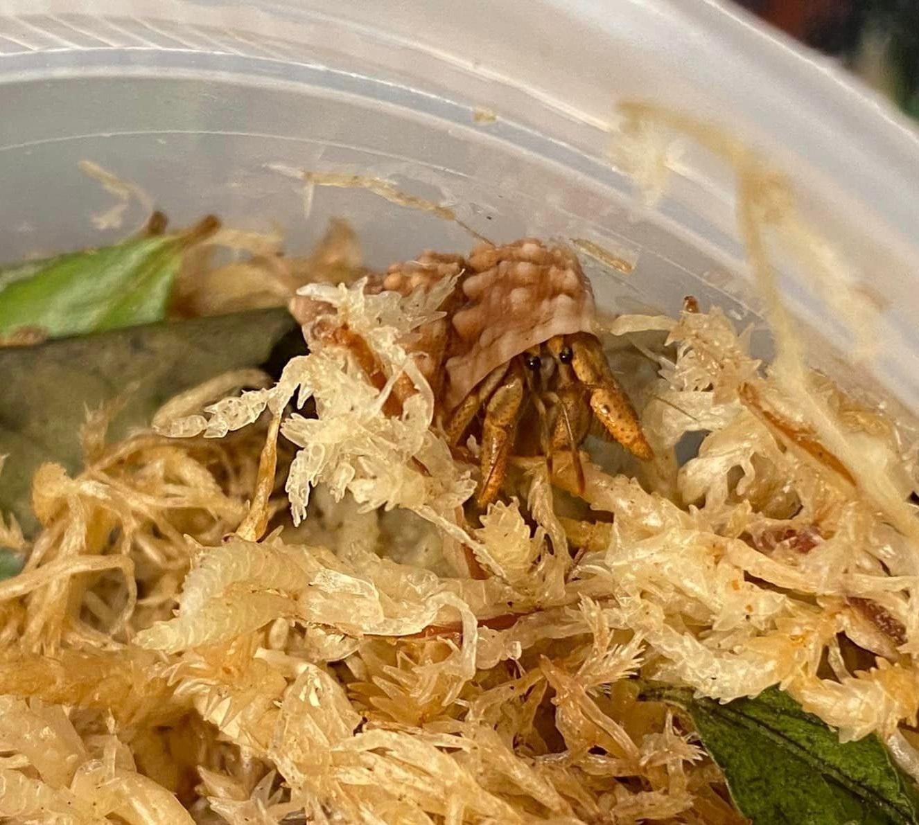 Captive-bred baby hermit crab